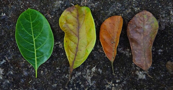 How Life Transitions Therapy Can Help You Navigate New Parenthood and Career Changes